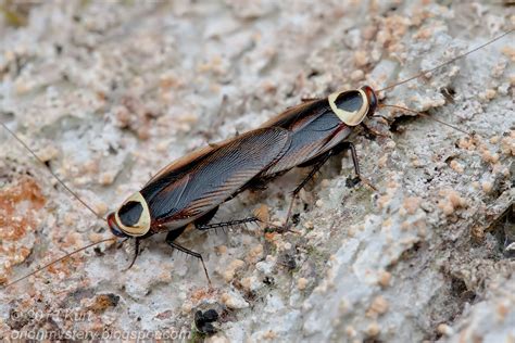 cockroach porn|Insect Play Porn Videos .